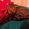 Agua is registered to the contest to win money with this photo: animal, blanket, cat, closeup, cozy, cute, domestic_animal, feline, fur, indoor, pet, red_cloth, relaxed, resting, sleepy, soft_lighting, striped, tabby, warm_colors, whiskers