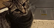 Agua joined the competition — help win amazing prizes! animal, cardboard_box, cat, closeup, curious, domestic_cat, ears, eyes, face, feline, floor, fur, head_tilt, household, indoor, mammal, pet, striped, tabby, whiskers