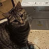 animal, cardboard_box, cat, closeup, curious, domestic_cat, ears, eyes, face, feline, floor, fur, head_tilt, household, indoor, mammal, pet, striped, tabby, whiskers