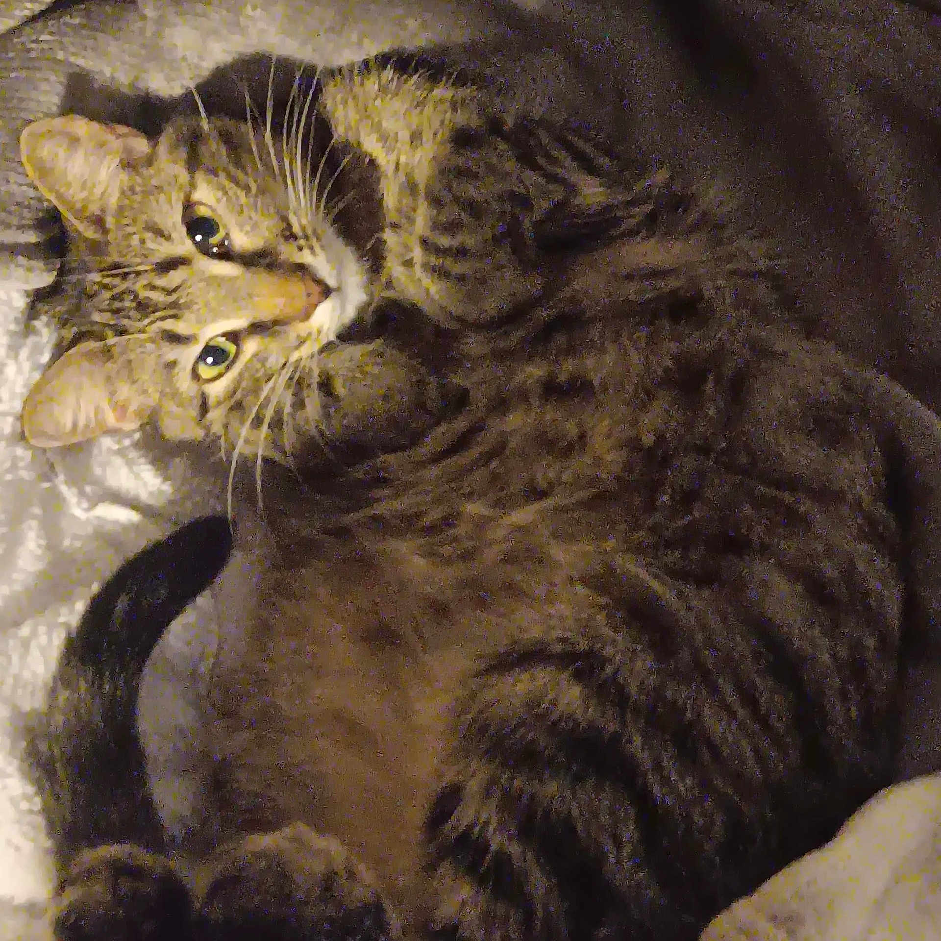 Agua joined the competition — help win amazing prizes! animal, blanket, cat, closeup, cozy, curious, cute, domestic, ears, eyes, feline, fur, indoor, mammal, pet, relaxing, resting, sleepy, tabby, whiskers