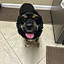 Reese joined the competition — help win amazing prizes! puppy, dog, black, tan, tongue, floor, tile, kitchen, mat, pet, cute, animal, indoors, looking_up, ears, happy, young, brown, wall, fur