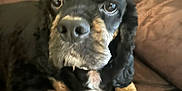 Reese joined the competition — help win amazing prizes! dog, cocker_spaniel, pet, animal, brown_leather_couch, indoor, resting, black_fur, tan_fur, white_fur, close_up, portrait, looking_at_camera, cozy, fur, ears, paws, relaxed, domestic_animal, canine