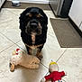 Reese joined the competition — help win amazing prizes! dog, toy, plush_toy, kitchen, floor, tile_floor, dog_bowl, pet, animal, indoor, black_dog, tan_markings, looking_up, floor_mat, appliance, home, pet_toys, cute, waiting, companion