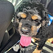 Reese joined the competition — help win amazing prizes! dog, canine, pet, animal, curly_fur, tongue_out, close_up, car_interior, leash, bandana, black_fur, tan_fur, nose, paw, sitting, sunlight, happy, domestic_animal, vehicle_seat, police_dog