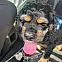 dog, canine, pet, animal, curly_fur, tongue_out, close_up, car_interior, leash, bandana, black_fur, tan_fur, nose, paw, sitting, sunlight, happy, domestic_animal, vehicle_seat, police_dog