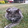 cat, gray_cat, fluffy, grass, lawn, suburban, house, car, tree, outdoor, pet, relaxed, sleeping, paw, animal, mammal, nature, daytime, fur, closeup