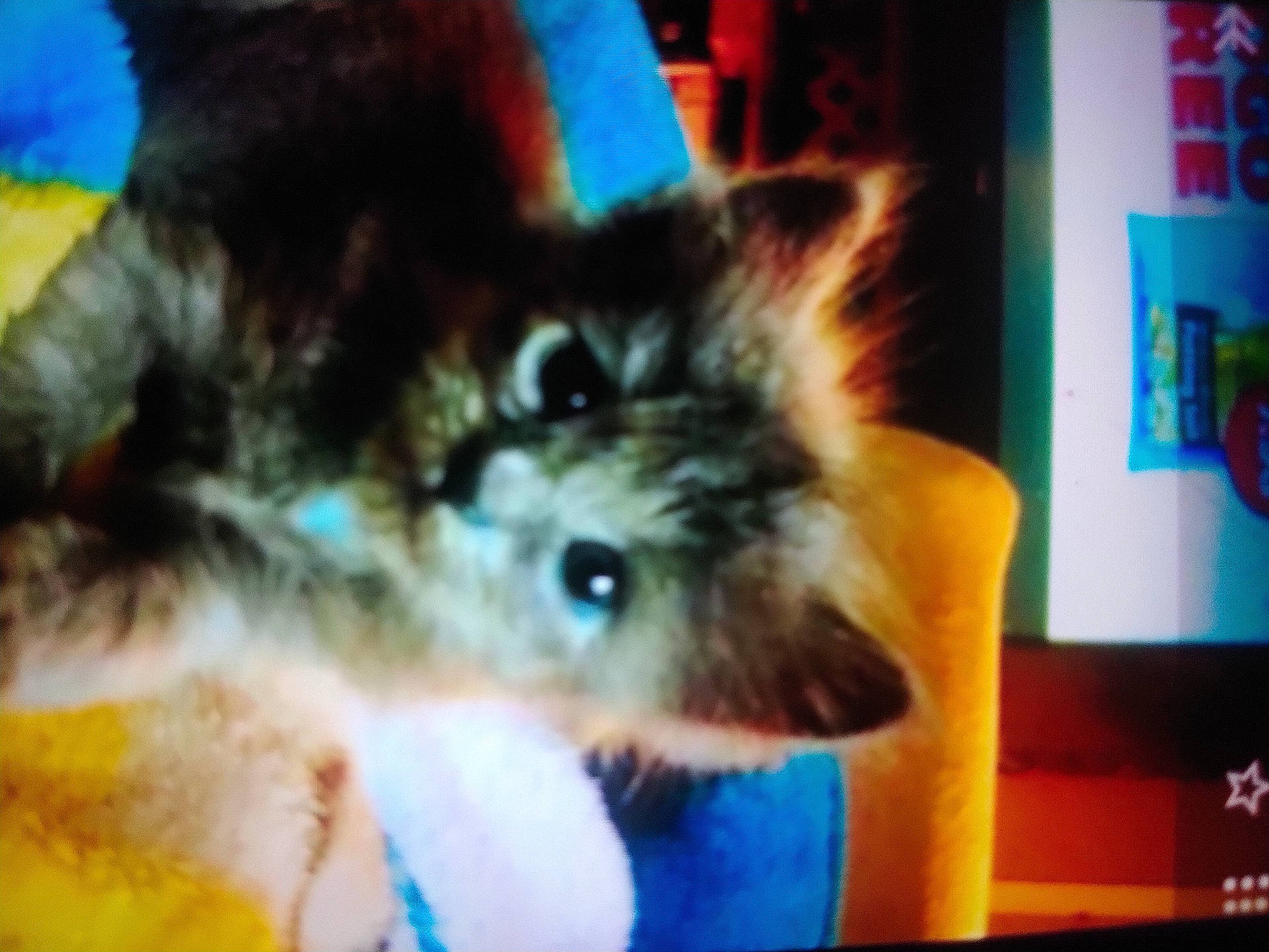 animal, blanket, blurry, cat, close_up, colorful, comfort, cozy, cute, domestic, eyes, face, fur, furry, indoor, mammal, pet, resting, soft, young