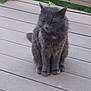 cat, gray_cat, pet, animal, feline, sitting, outdoor, deck, wooden_deck, fur, whiskers, ears, tail, grass, nature, quiet, calm, alone, daylight, domestic_animal