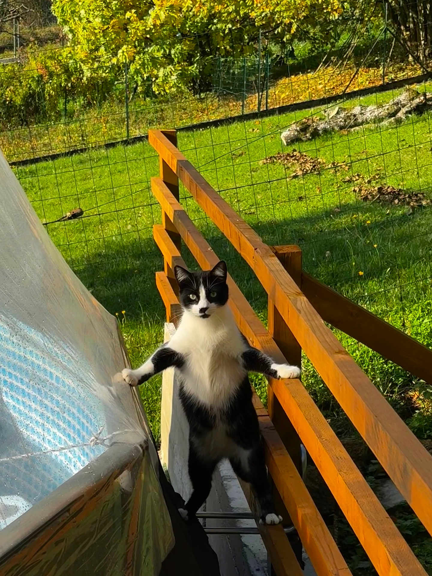 Pepito participe au concours pour gagner de l'argent avec cette photo : cat, black_and_white, standing, outdoor, wooden_fence, green_grass, garden, daylight, curious, animal, pet, nature, plastic_cover, sunlight, fence, tree, leaf, playful, balanced, alert