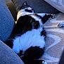 Pepito participe au concours pour gagner de l'argent avec cette photo : cat, black_and_white, sleeping, couch, blanket, indoor, pet, cozy, fur, paw, relaxing, resting, animal, home, feline, soft, comfort, domestic, cute, nap