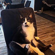Pepito a rejoint le concours — aidez-le/la à gagner de superbes lots ! cat, black_and_white_cat, calico_cat, chair, indoor, wooden_floor, furniture, pet, animal, domestic, whiskers, curious, seated, living_room, cozy, two_cats, eyes, fur, relaxed, home
