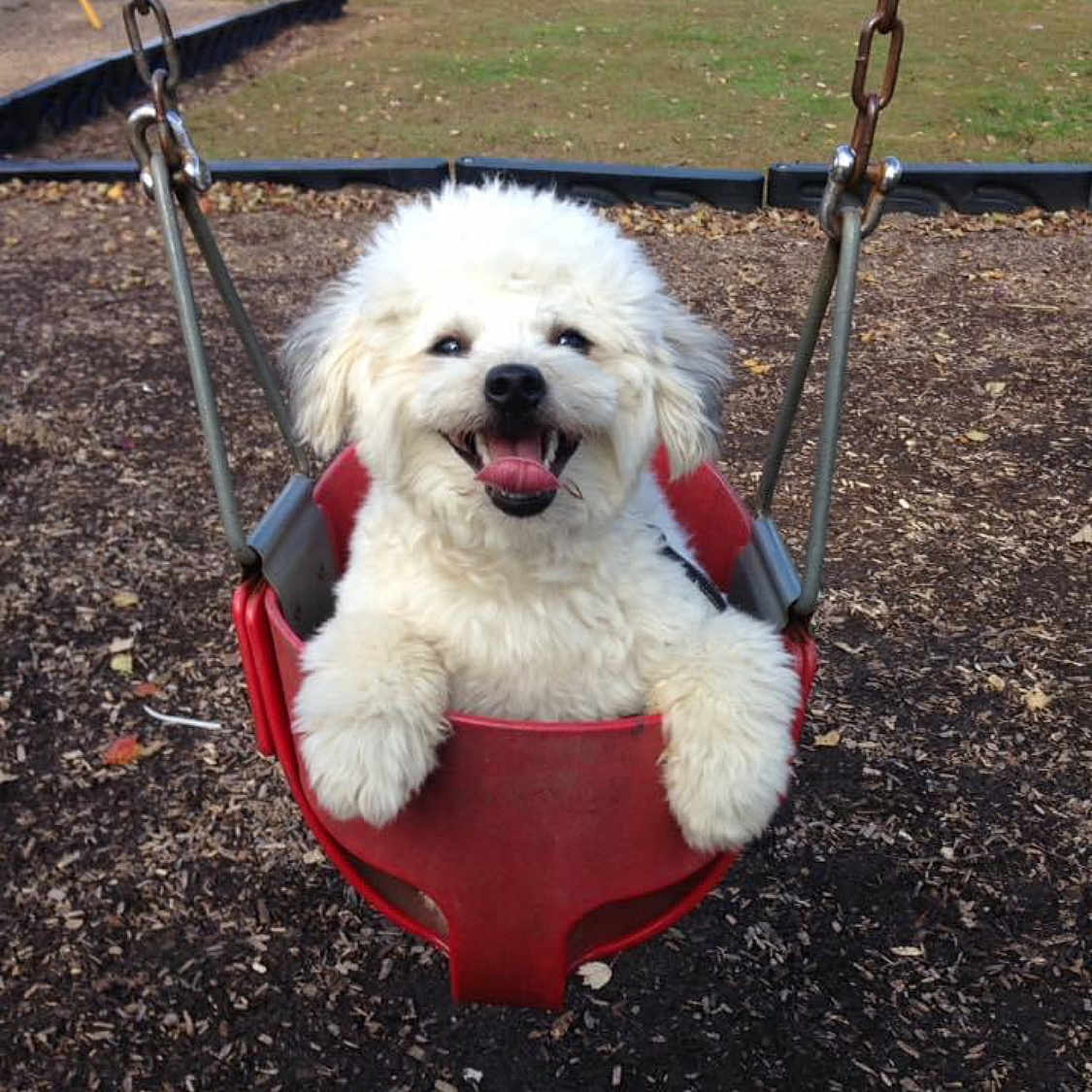 Teddy joined the competition — help win amazing prizes! canidae, carnivore, collar, companion_dog, dog, dog_breed, dog_collar, dog_supply, fashion_accessory, fur, grass, leash, non_sporting_group, pet_supply, poodle, poodle_crossbreed, soil, sporting_group, terrier, toy_dog