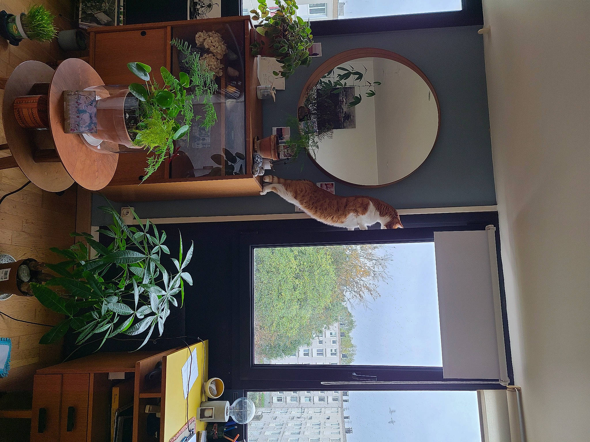 Crapouille participe au concours pour gagner de l'argent avec cette photo : annual_plant, building, flowerpot, green, hardwood, herb, houseplant, interior_design, line, plant, property, room, shade, shelf, shelving, tree, urban_design, wall, window, wood