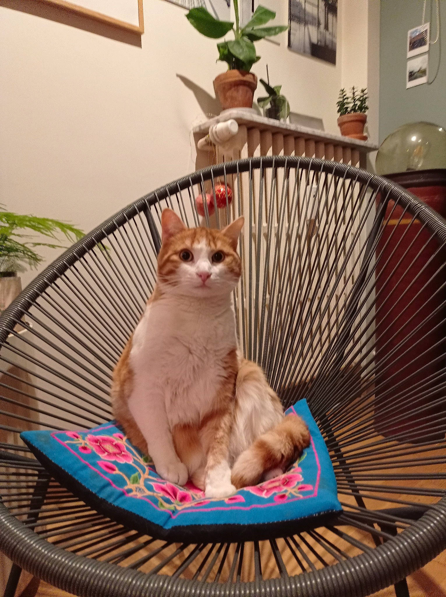 Crapouille a rejoint le concours — aidez-le/la à gagner de superbes lots ! animal_shelter, carnivore, cat, cat_supply, comfort, fawn, felidae, flooring, flowerpot, hardwood, houseplant, interior_design, outdoor_furniture, pet_supply, picture_frame, plant, small_to_medium_sized_cats, tail, whiskers, wood