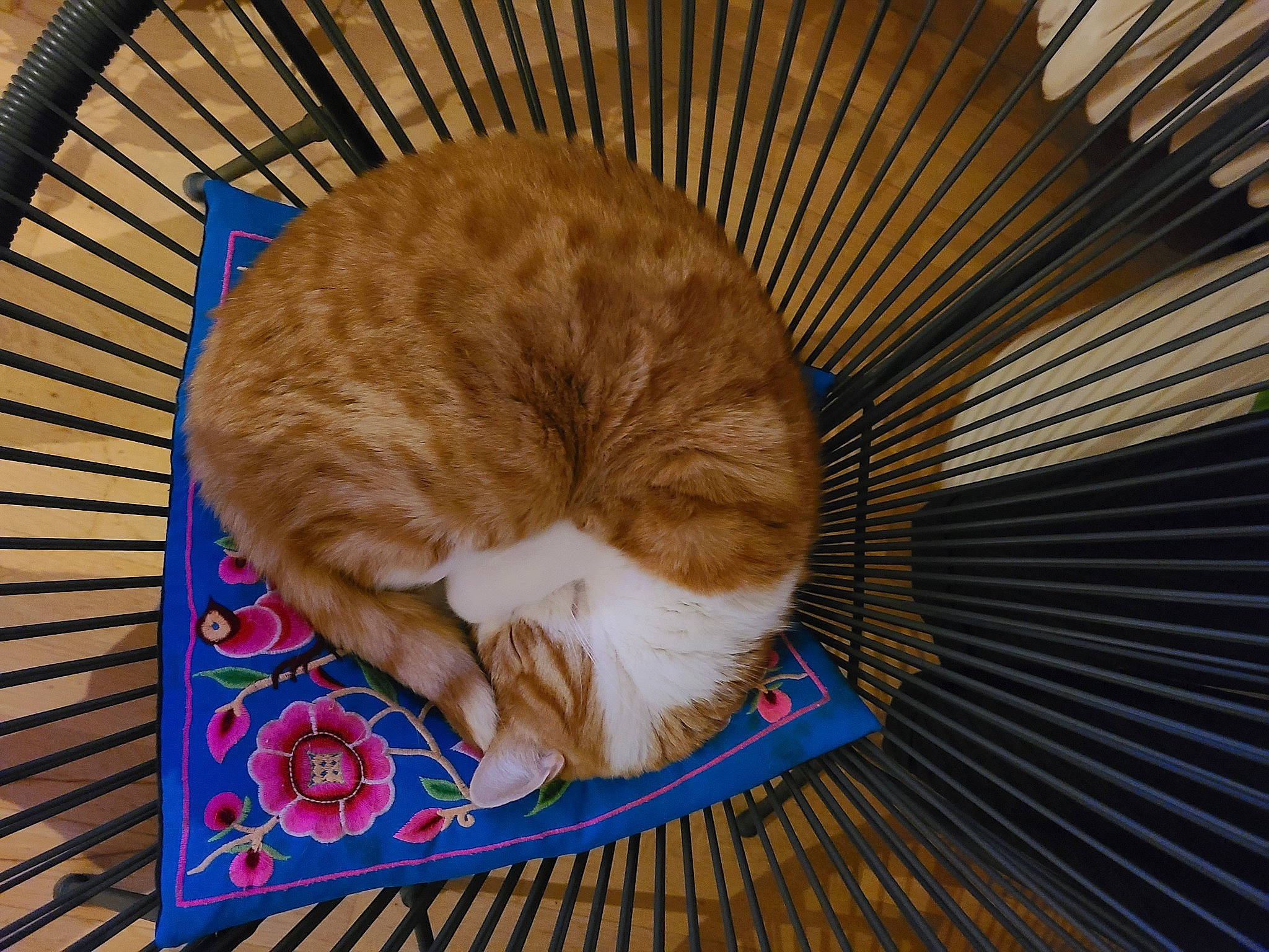 Crapouille participe au concours pour gagner de l'argent avec cette photo : carnivore, cat, cat_supply, comfort, companion_dog, domestic_short_haired_cat, fawn, felidae, flooring, fur, hardwood, nap, paw, pet_supply, room, small_to_medium_sized_cats, tail, whiskers, wood, wool