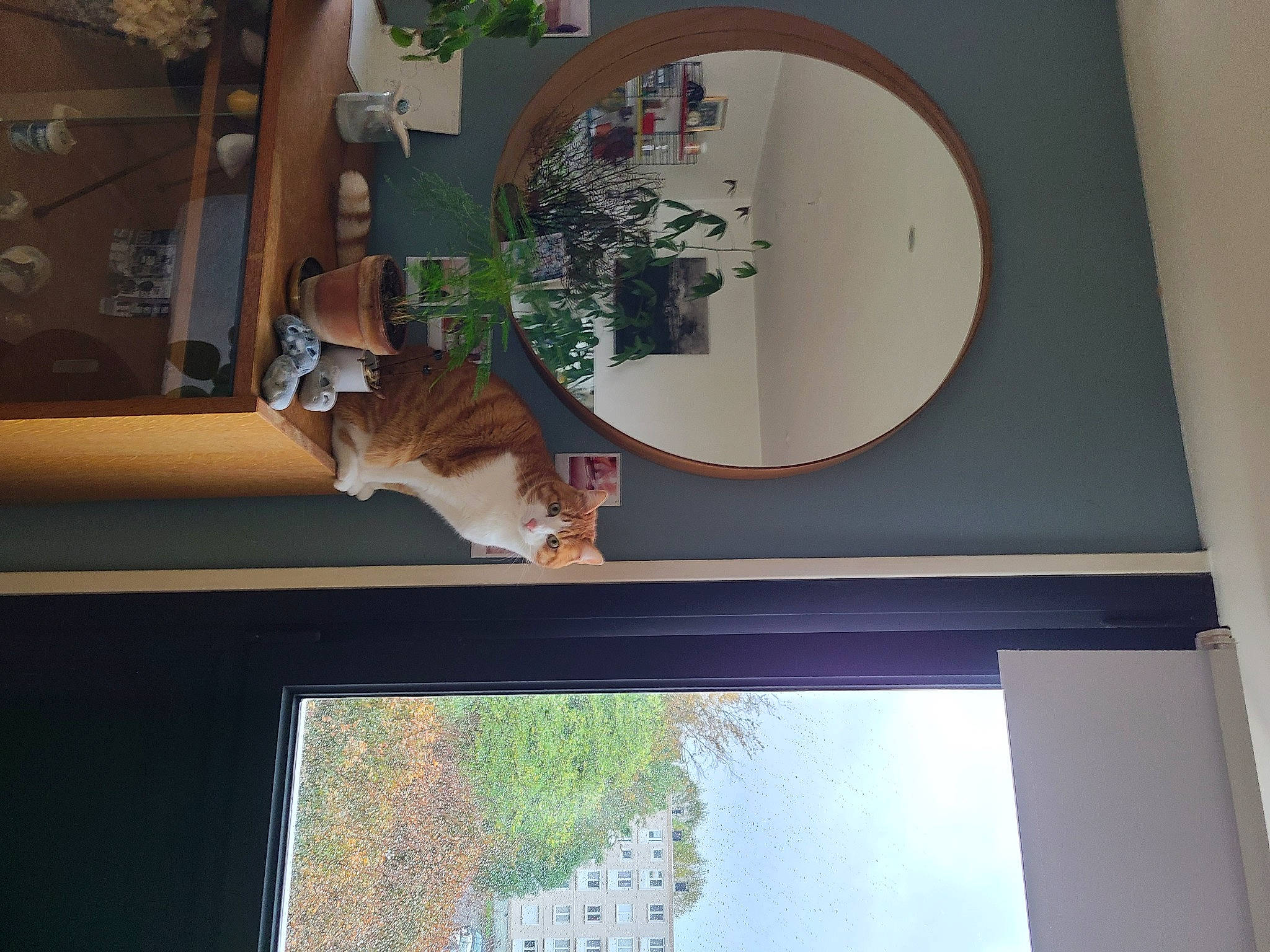 Crapouille a rejoint le concours — aidez-le/la à gagner de superbes lots ! building, cat, door, felidae, flowerpot, hardwood, houseplant, interior_design, line, map, plant, property, shelf, table, tints_and_shades, tree, wall, window, wood, world