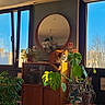 Poupouille a rejoint le concours — aidez-le/la à gagner de superbes lots ! cat, indoor, sunlight, cabinet, mirror, window, plant, houseplant, wooden_furniture, blue_sky, round_mirror, floor, table, chair, orange_cat, green_leaves, decor, reflection, daylight, home