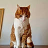 Poupouille a rejoint le concours — aidez-le/la à gagner de superbes lots ! cat, orange_cat, white_cat, sitting, wooden_surface, framed_artwork, clock, indoor, pet, feline, portrait, looking_down, quiet, calm, domestic_animal, wall, decor, retro_clock, minimalist, home