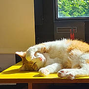 Poupouille a rejoint le concours — aidez-le/la à gagner de superbes lots ! cat, orange_cat, white_cat, sleeping, sunlight, yellow_table, window, indoor, relaxing, pet, feline, cozy, paw, fur, domestic_animal, resting, cute, nap, daylight, table