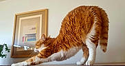 Poupouille a rejoint le concours — aidez-le/la à gagner de superbes lots ! cat, orange_cat, white_cat, stretching, indoor, wooden_surface, plant, framed_artwork, abstract_art, feline, pet, fur, whiskers, tail, paws, houseplant, relaxation, home, domestic_animal, curled_tail