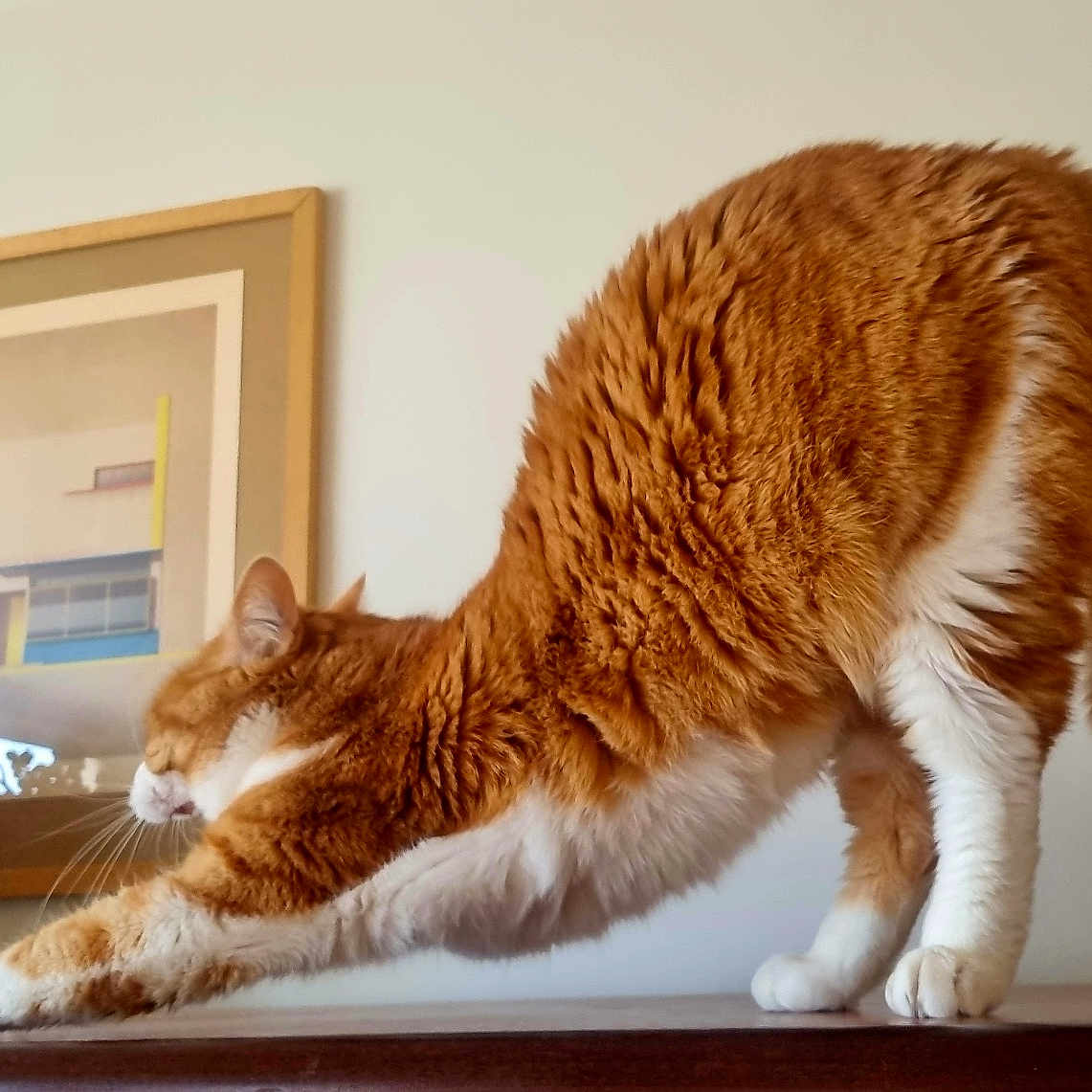 Poupouille a rejoint le concours — aidez-le/la à gagner de superbes lots ! cat, orange_cat, white_cat, stretching, indoor, wooden_surface, plant, framed_artwork, abstract_art, feline, pet, fur, whiskers, tail, paws, houseplant, relaxation, home, domestic_animal, curled_tail