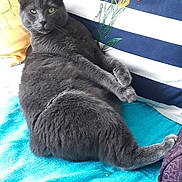 Robyn a rejoint le concours — aidez-le/la à gagner de superbes lots ! animal, cat, cozy, embroidery, feline, flower_embroidery, fur, grey_cat, home, indoor, laying_down, lounging, paw, pet, pillow, relaxed, resting, striped_pillow, towel, whiskers