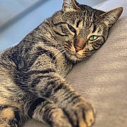 Uzy participe au concours pour gagner de l'argent avec cette photo : cat, tabby, pet, animal, feline, relaxing, couch, indoor, closeup, whiskers, paw, fur, sleepy, cute, resting, cozy, domestic_cat, soft, comfort, portrait