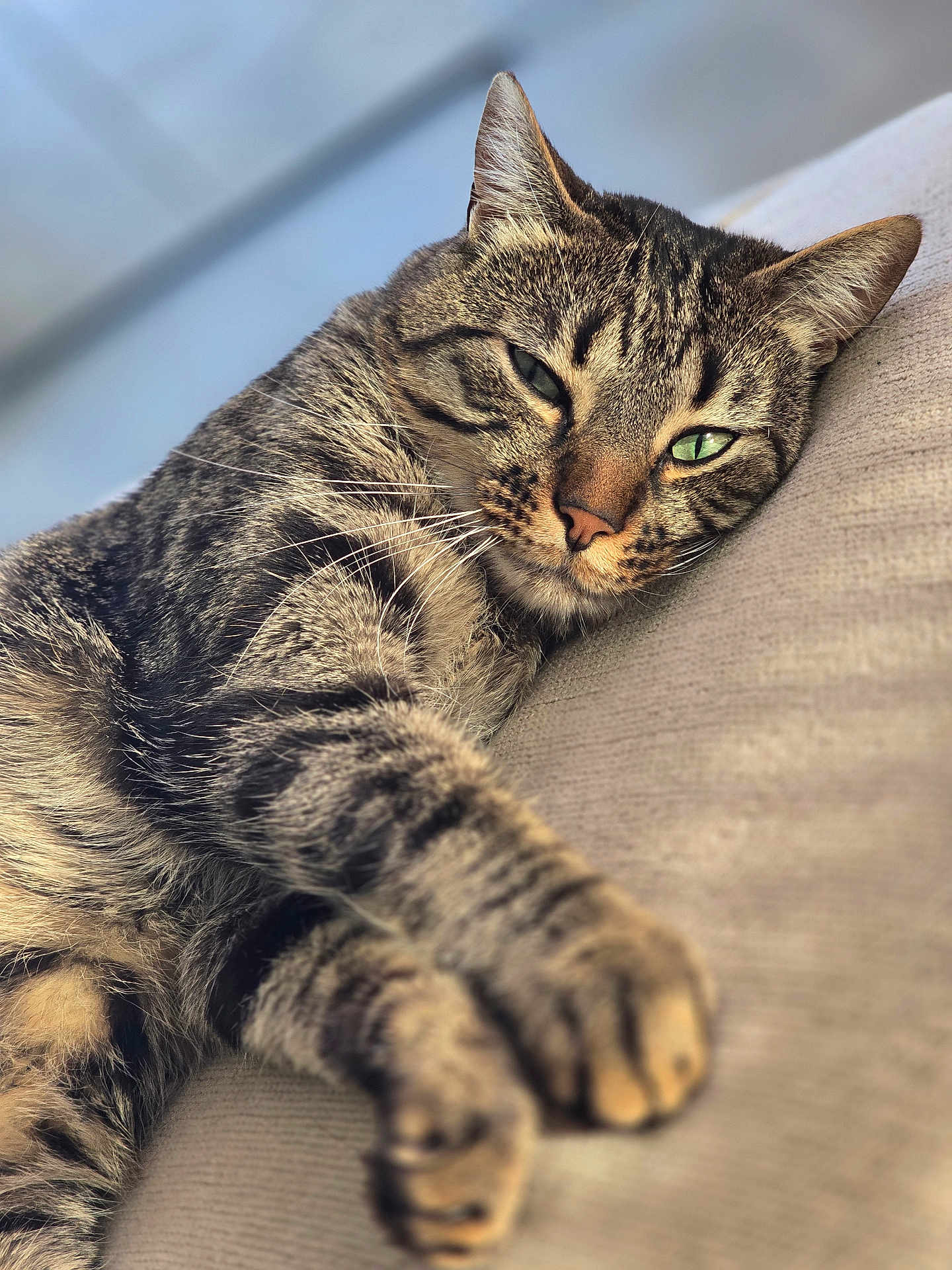 Uzy participe au concours pour gagner de l'argent avec cette photo : cat, tabby, pet, animal, feline, relaxing, couch, indoor, closeup, whiskers, paw, fur, sleepy, cute, resting, cozy, domestic_cat, soft, comfort, portrait