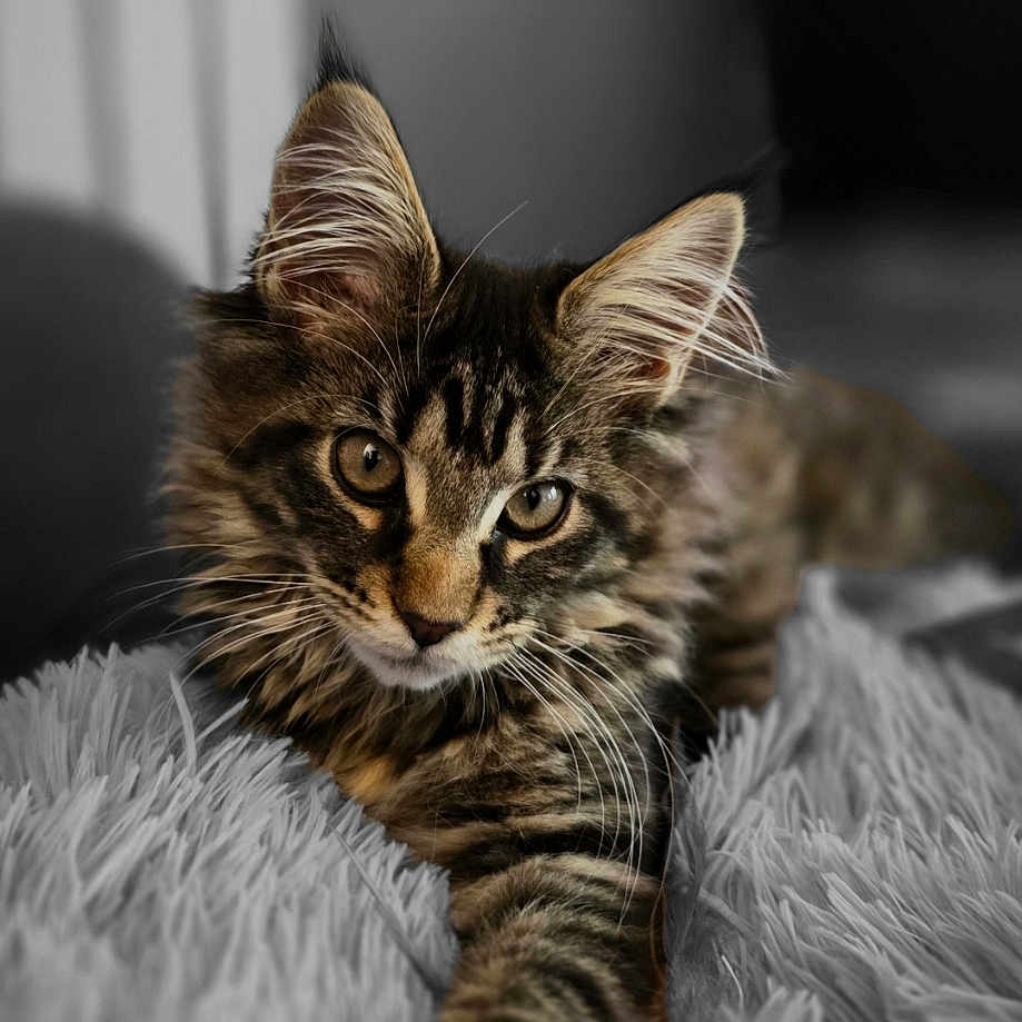 Apetahi participe au concours pour gagner de l'argent avec cette photo : abyssinian, advertisement, animal, book, brasssection, cat, electronics, envelope, greetingcard, hardware, horn, kitten, mail, manx, musicalinstrument, pet, photography, poster, publication, text