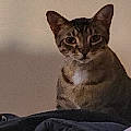 Tk is registered to the contest to win money with this photo: aegean_cat, american_wirehair, arabian_mau, asian, australian_mist, california_spangled, carnivore, cat, chausie, domestic_short_haired_cat, european_shorthair, felidae, german_rex, kitten, mammal, oriental_longhair, small_to_medium_sized_cats, snout, tabby_cat, whiskers