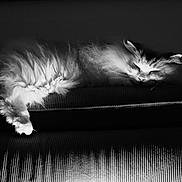 Rio a rejoint le concours — aidez-le/la à gagner de superbes lots ! cat, sleeping, fluffy, cushion, black_and_white, indoor, pet, relaxing, fur, cozy, resting, texture, animal, quiet, soft_light, calm, portrait, feline, home, peaceful