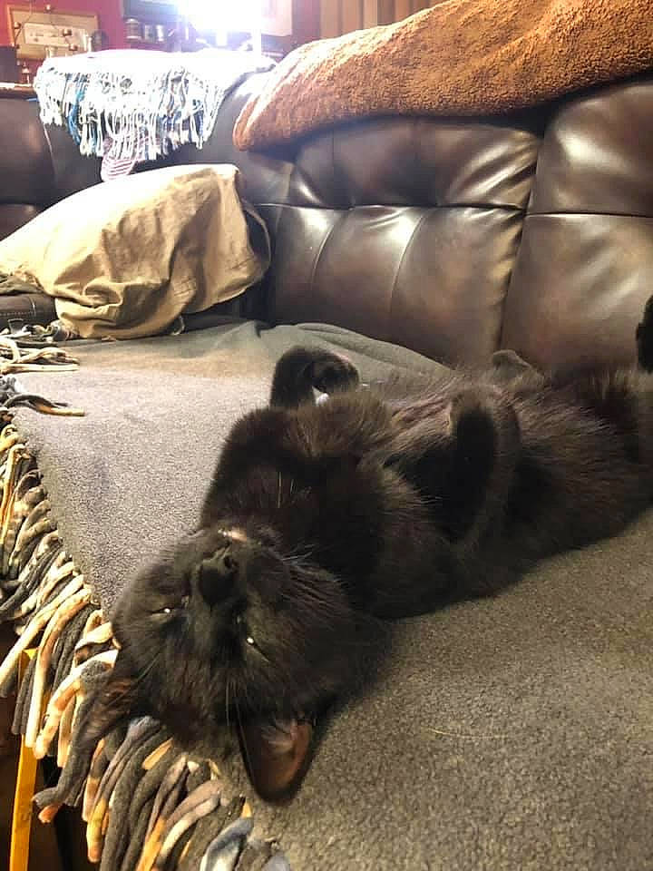 Drogo joined the competition — help win amazing prizes! brown, carnivore, cat, comfort, companion_dog, couch, dog_breed, fawn, felidae, floor, flooring, furniture, grey, hardwood, mammal, small_to_medium_sized_cats, snout, whiskers, wood, working_animal