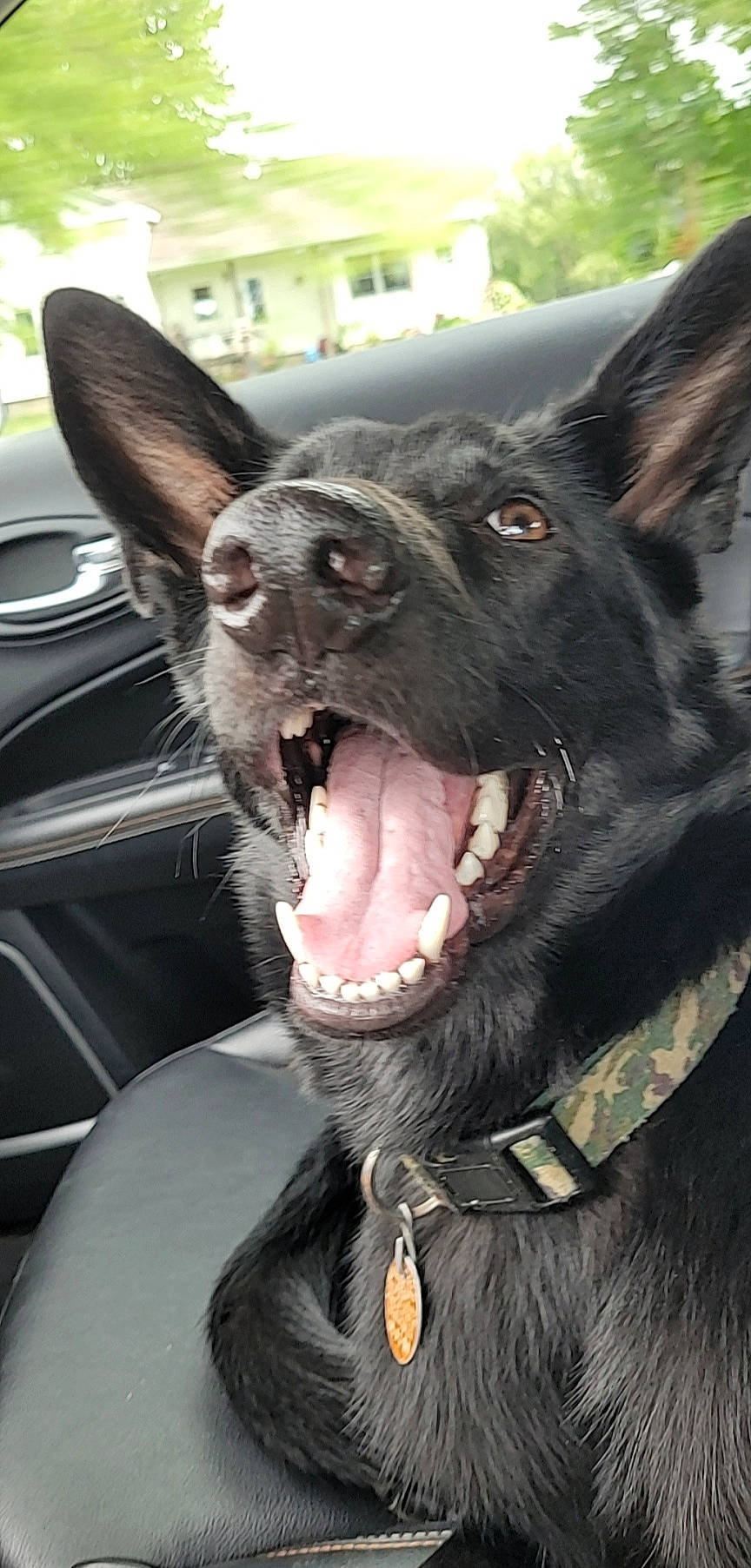 Willow is registered to the contest to win money with this photo: black_norwegian_elkhound, canidae, carnivore, collar, companion_dog, dog, dog_breed, dog_collar, fang, fawn, fur, guard_dog, jaw, snout, sporting_group, vehicle, whiskers, working_animal, working_dog, yawn