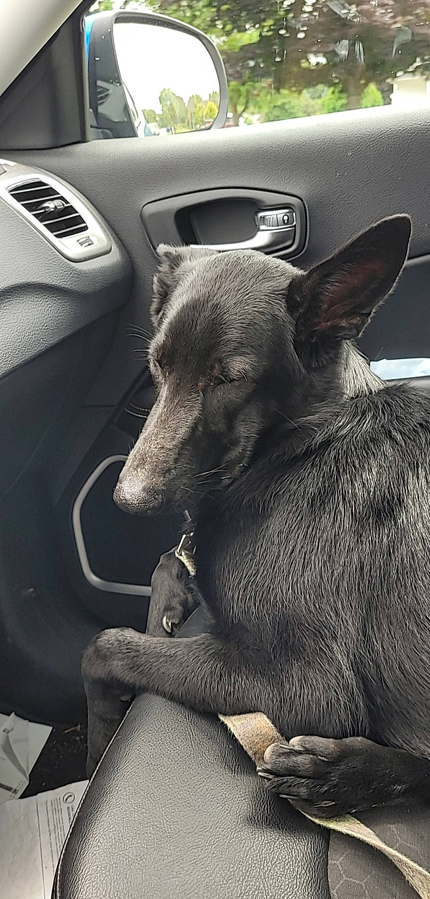 Willow is registered to the contest to win money with this photo: automotive_exterior, automotive_lighting, automotive_tire, car, carnivore, dog, dog_breed, grey, monochrome_photography, motor_vehicle, personal_luxury_car, snout, steering_wheel, style, tire, vehicle, vehicle_door, whiskers, white, working_animal