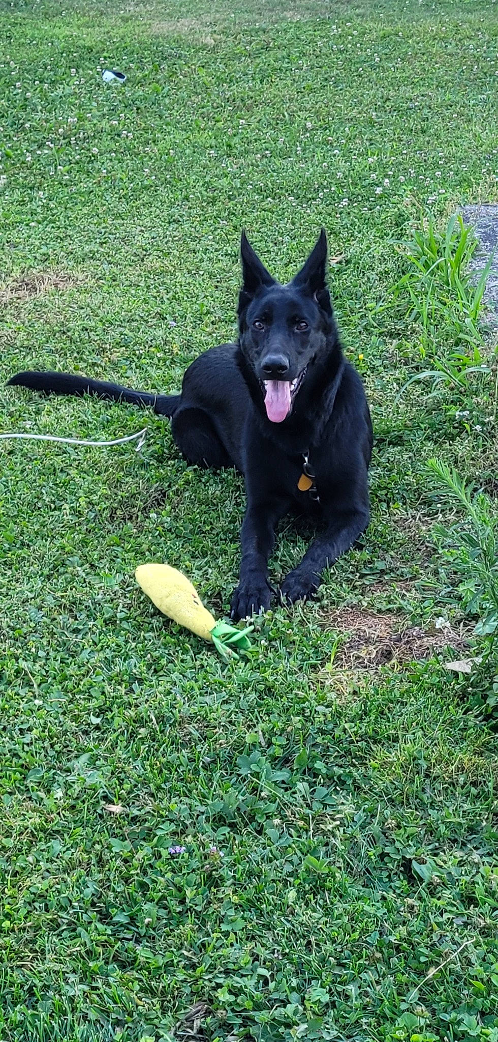Willow joined the competition — help win amazing prizes! black_norwegian_elkhound, canidae, carnivore, collar, companion_dog, dog, dog_breed, dog_supply, grass, non_sporting_group, pet_supply, plant, sporting_group, tail, terrestrial_animal, working_animal, working_dog
