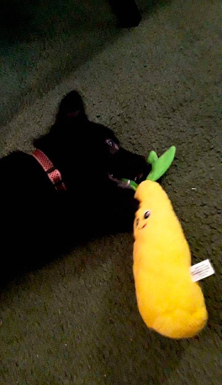 Willow joined the competition — help win amazing prizes! asphalt, baby_toys, banana, banana_family, carnivore, companion_dog, dog_breed, dog_toy, fawn, fur, paw, plant, plush, road_surface, shadow, small_to_medium_sized_cats, stuffed_toy, tail, toy, working_animal