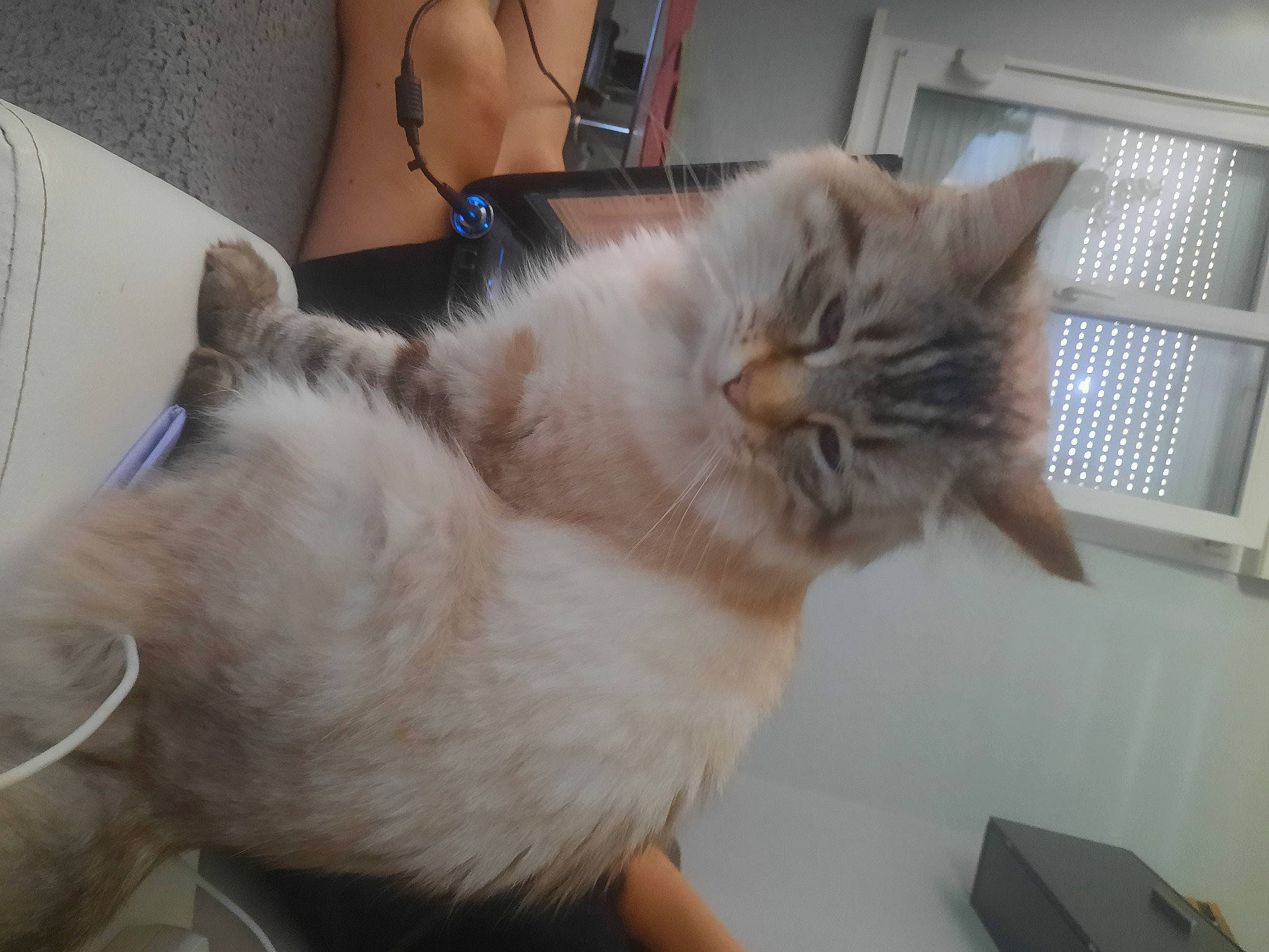 Bouboule a rejoint le concours — aidez-le/la à gagner de superbes lots ! box, cardboard, carnivore, cat, claw, comfort, domestic_short_haired_cat, fawn, felidae, flooring, fur, hardwood, human_leg, paw, shipping_box, small_to_medium_sized_cats, snout, tail, whiskers, window