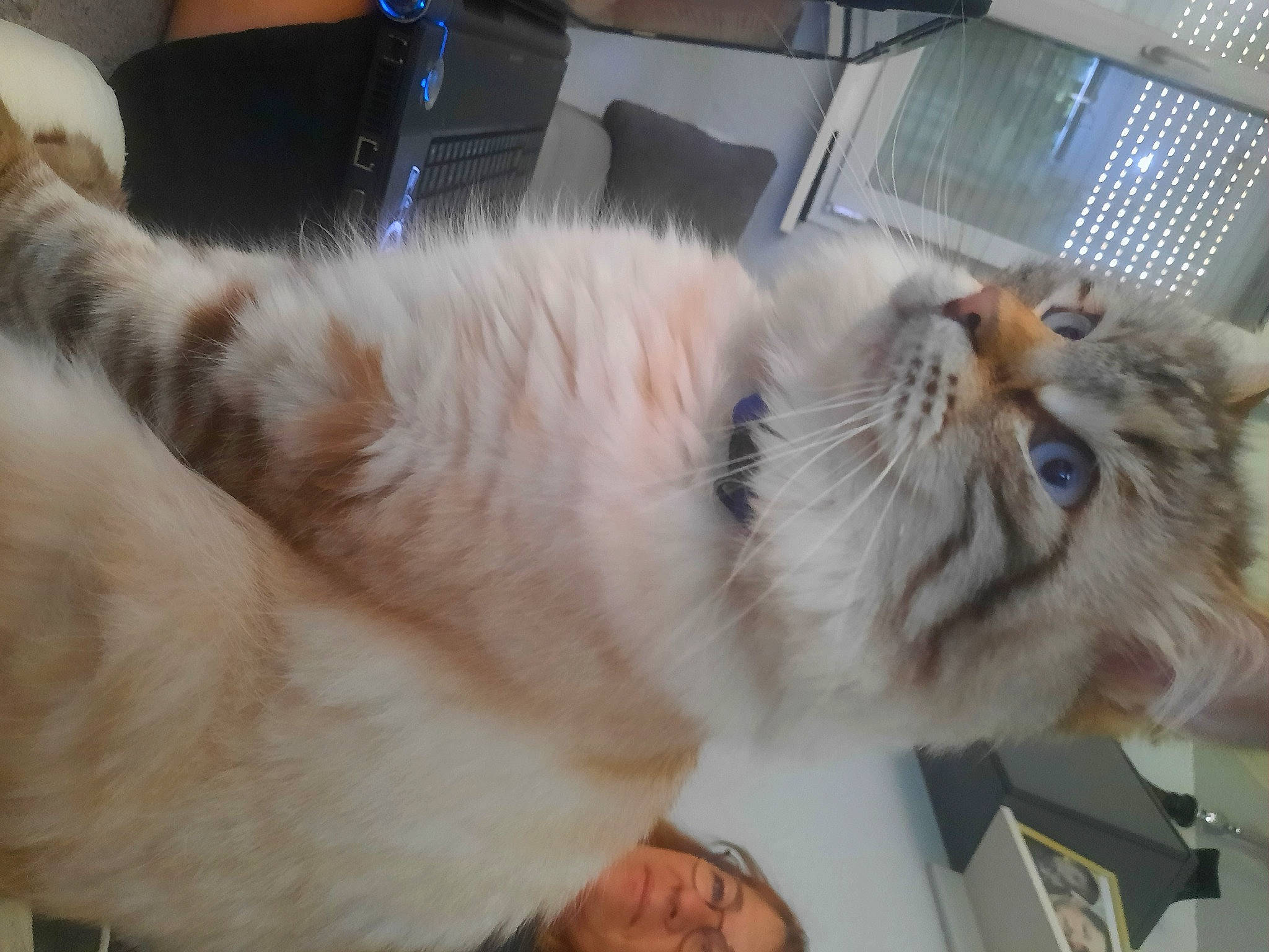 Bouboule a rejoint le concours — aidez-le/la à gagner de superbes lots ! box, carnivore, cat, claw, comfort, domestic_short_haired_cat, fawn, felidae, fur, nap, paw, small_to_medium_sized_cats, snout, tail, whiskers