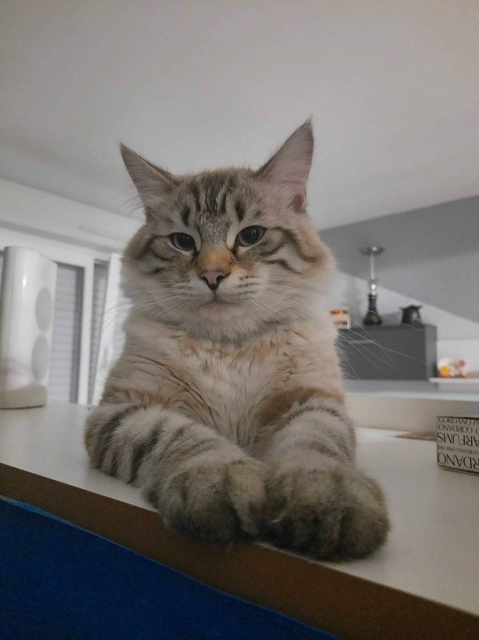 Bouboule a rejoint le concours — aidez-le/la à gagner de superbes lots ! box, carnivore, cat, claw, domestic_short_haired_cat, drawer, fawn, felidae, flooring, fur, grey, hardwood, paw, shelf, small_to_medium_sized_cats, snout, tail, whiskers, window, wood