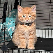Marcell joined the competition — help win amazing prizes! animal, black_shelf, cage, cat, collar, cute, domestic_cat, ears, feline, fur, furry, indoor, kitten, looking, orange_cat, pet, playful, sitting, whiskers, young