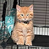 animal, black_shelf, cage, cat, collar, cute, domestic_cat, ears, feline, fur, furry, indoor, kitten, looking, orange_cat, pet, playful, sitting, whiskers, young