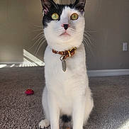 Rio is registered to the contest to win money with this photo: cat, black_and_white, yellow_eyes, collar, toy, feather, carpet, indoor, sunlight, shadow, wall, curious, pet, feline, sitting, close_up, domestic_animal, playful, whiskers, ears