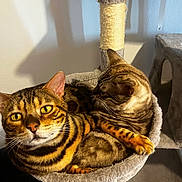 Talokan Et Ohana a rejoint le concours — aidez-le/la à gagner de superbes lots ! cat, cats, pet, feline, animal, indoor, cozy, snuggling, cat_tree, yellow_eyes, fur, whiskers, tabby, striped, resting, cute, domestic_cat, mammal, closeup, relaxed