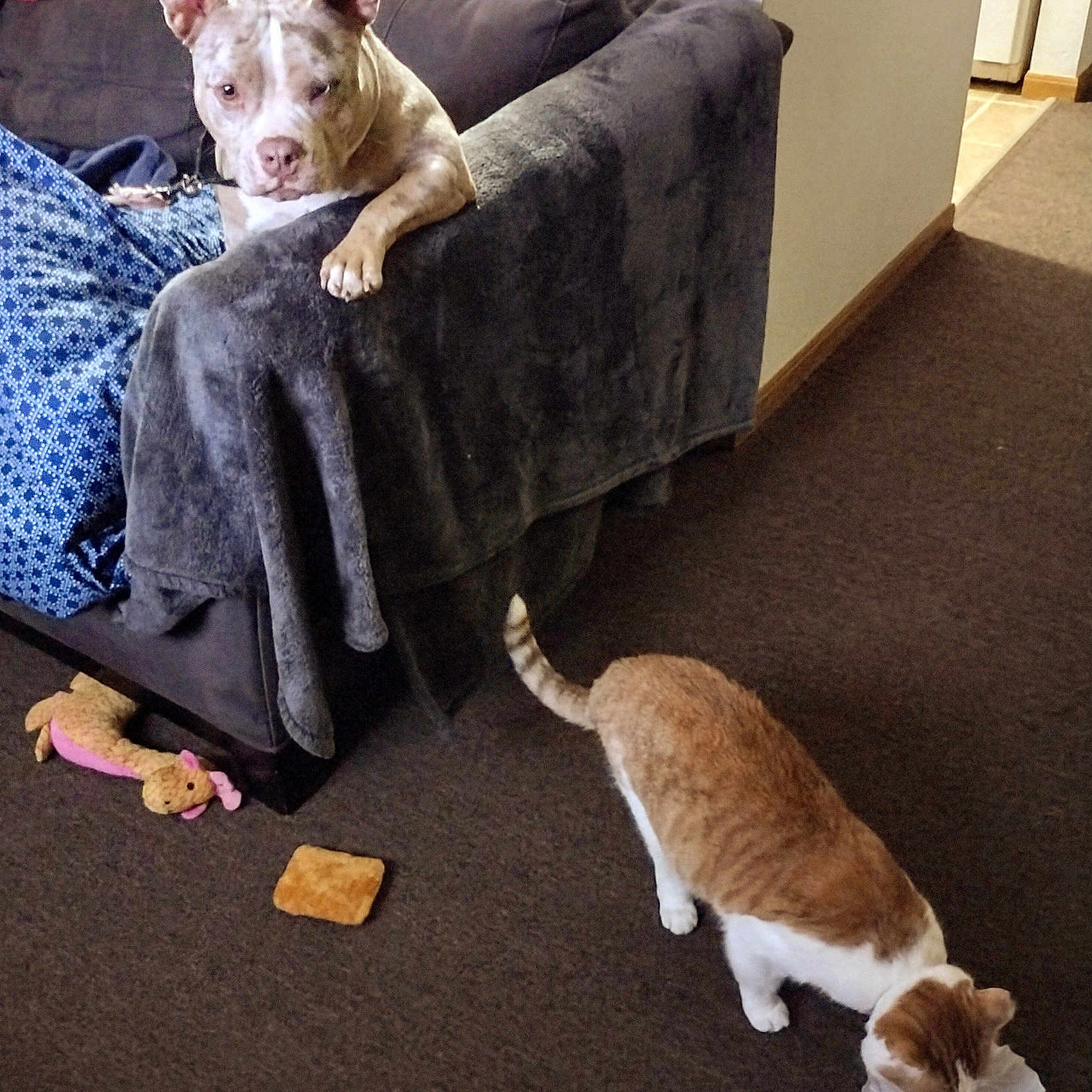 Meduza is registered to the contest to win money with this photo: animal, architecture, armchair, blanket, building, bulldog, canine, cat, chair, couch, dog, furniture, hound, indoors, livingroom, person, pet, pitbull, room, sleeping