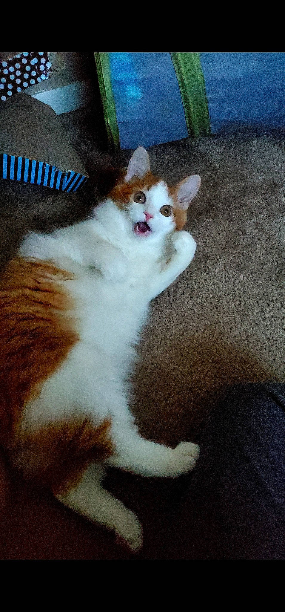 Felix is registered to the contest to win money with this photo: canidae, carnivore, cat, claw, companion_dog, dog_breed, domestic_short_haired_cat, fawn, felidae, flooring, fur, hardwood, paw, sitting, small_to_medium_sized_cats, snout, tail, terrestrial_animal, whiskers, wood