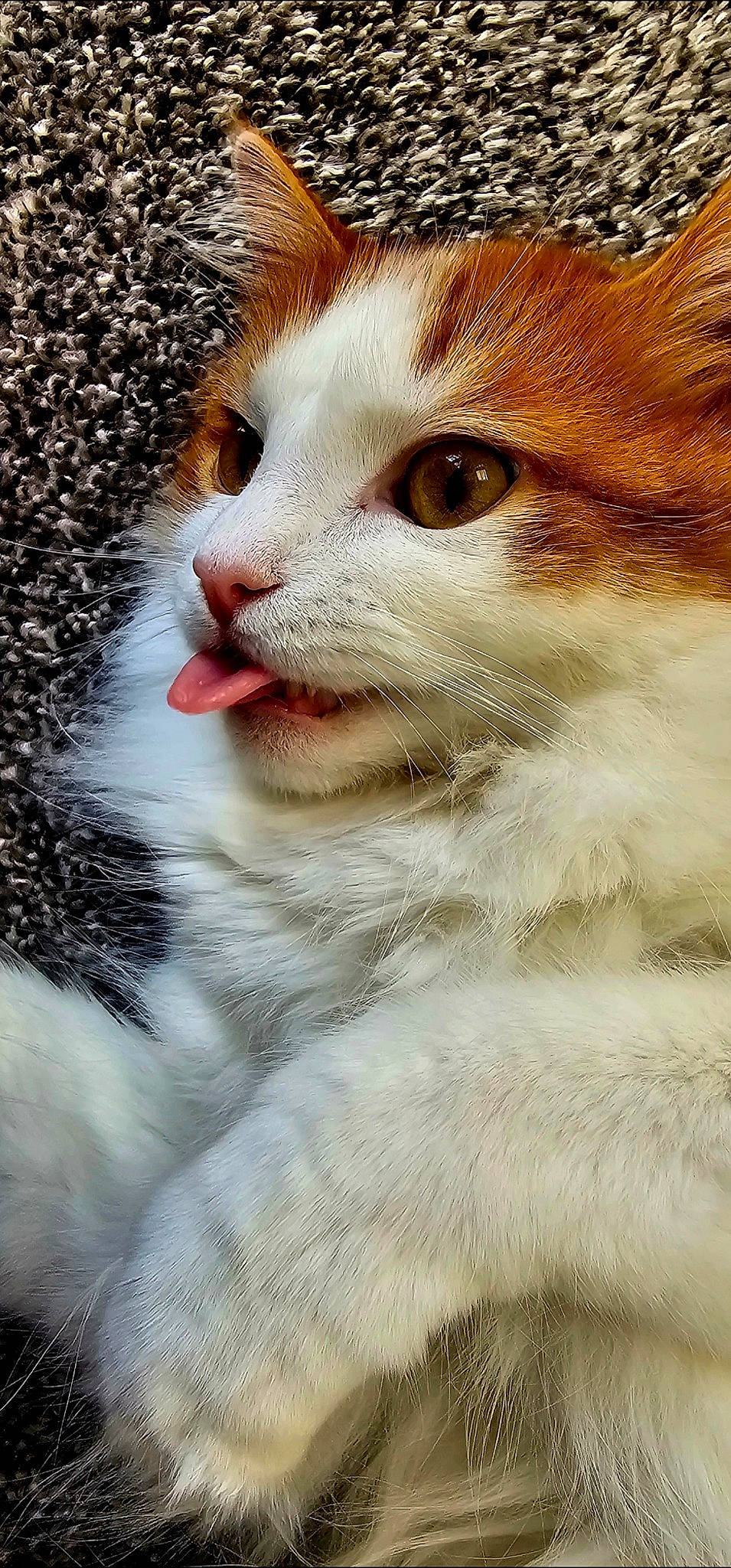 Felix joined the competition — help win amazing prizes! carnivore, cat, close_up, domestic_short_haired_cat, fawn, felidae, fur, iris, paw, small_to_medium_sized_cats, snout, tail, terrestrial_animal, whiskers, wildlife, window