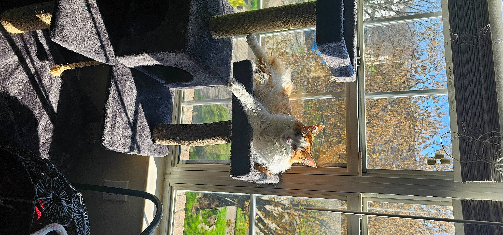 Felix joined the competition — help win amazing prizes! bird_feeder, bird_supply, daylighting, felidae, fixture, fur, glass, pet_supply, plant, reflection, sash_window, squirrel, tail, tree, vertebrate, wildlife, window, wood