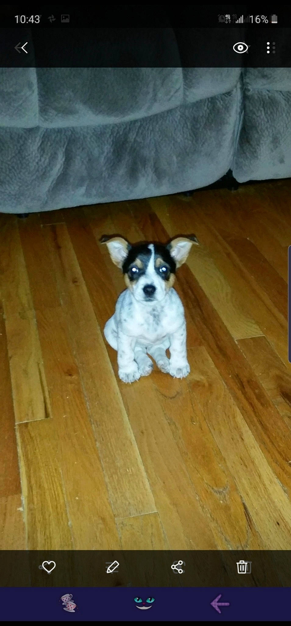 Gizmo joined the competition — help win amazing prizes! carnivore, companion_dog, dog, dog_breed, dog_clothes, dog_supply, fawn, floor, flooring, hardwood, laminate_flooring, snout, tail, terrier, toy_dog, varnish, whiskers, wood, wood_stain, working_animal