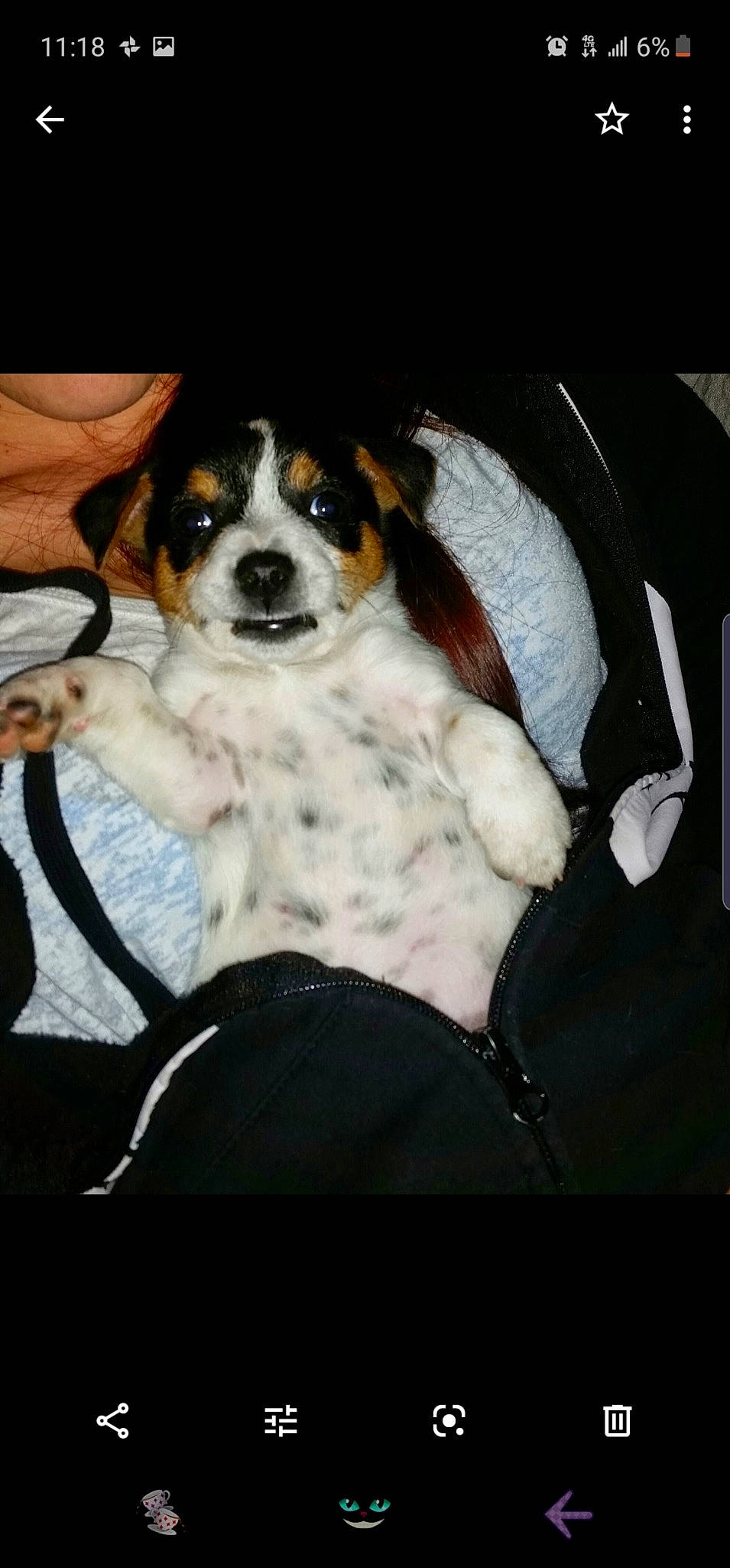 Gizmo is registered to the contest to win money with this photo: beaglier, carnivore, cavalier_king_charles_spaniel, comfort, companion_dog, dog, dog_breed, fur, gun_dog, sitting, terrestrial_animal, toy_dog, whiskers, working_animal