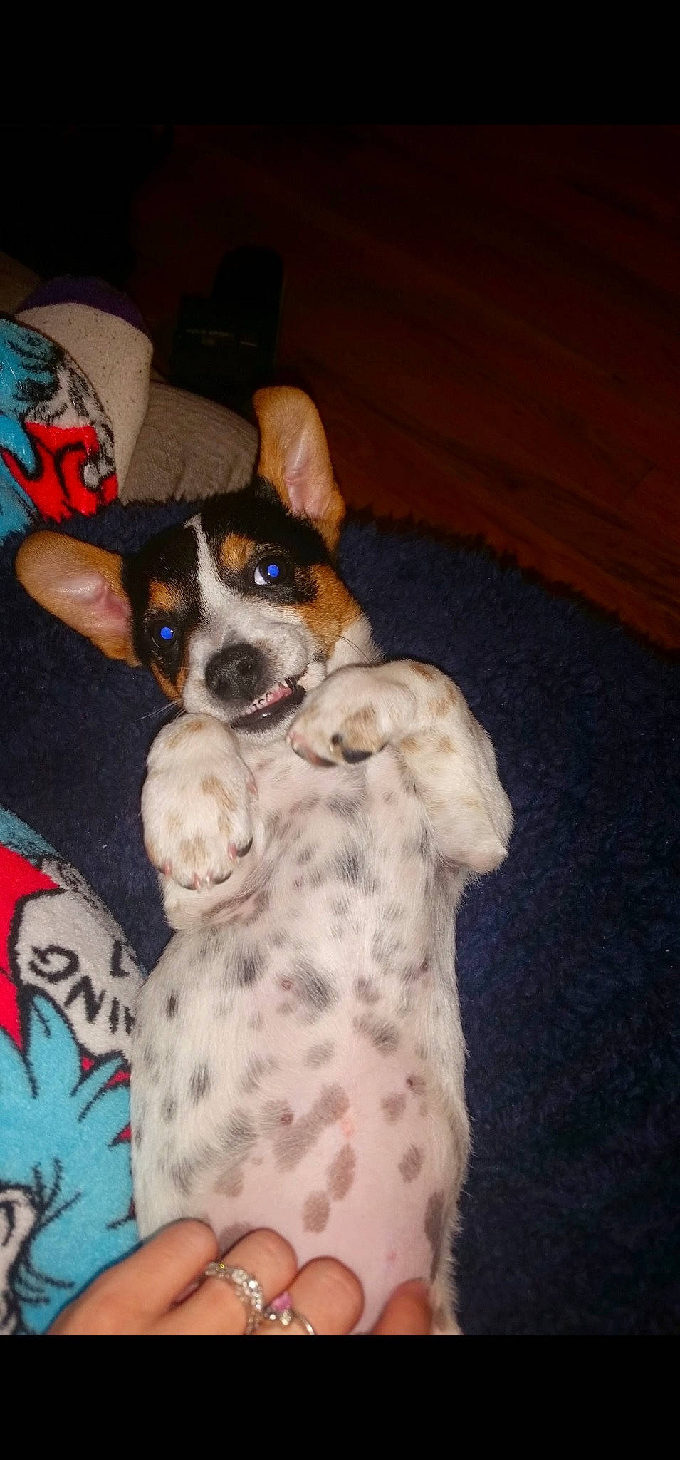 Gizmo joined the competition — help win amazing prizes! canidae, carnivore, collar, comfort, companion_dog, couch, dog, dog_breed, dog_supply, fawn, fur, hardwood, non_sporting_group, paw, sporting_group, toy_dog, wood, working_animal